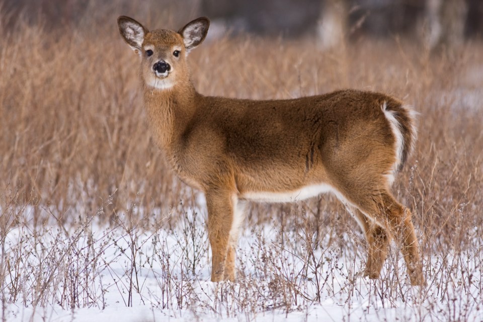 This is a juvenile white-tailed doe.