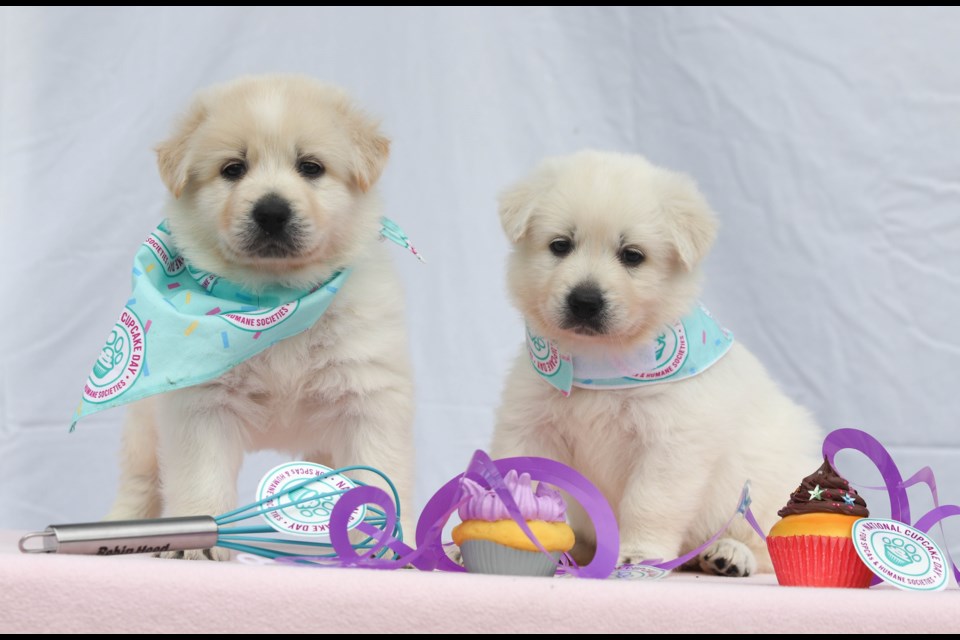 National Cupcake Day sweet way to help animals in need