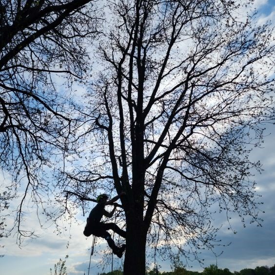 Adam Gutowsky from Apex Tree Surgeons climbs up a tree near the boat launch at Couchiching Beach Park to rescue a seagull tangled up in fishing line.