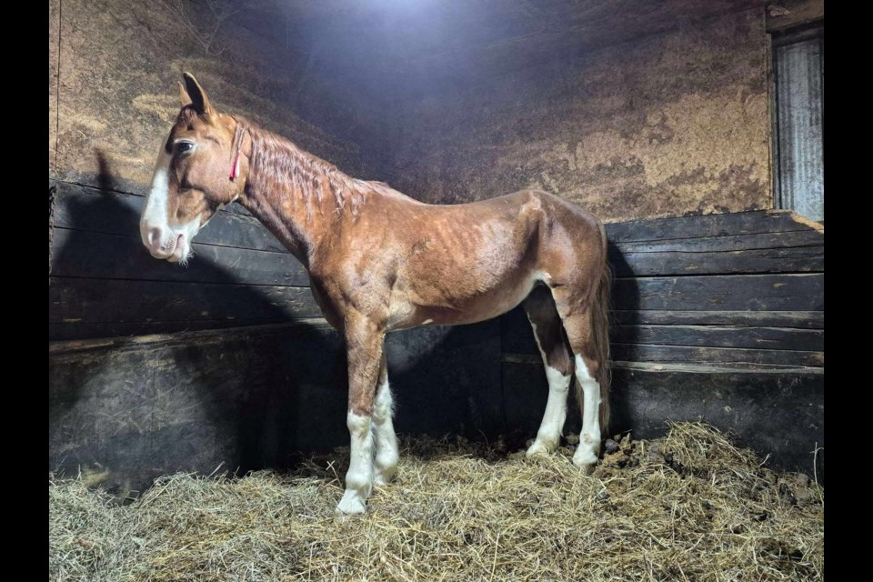 Horses looking skinny and ill have been reported at a farm in Oro-Medonte that is accused of animal neglect.