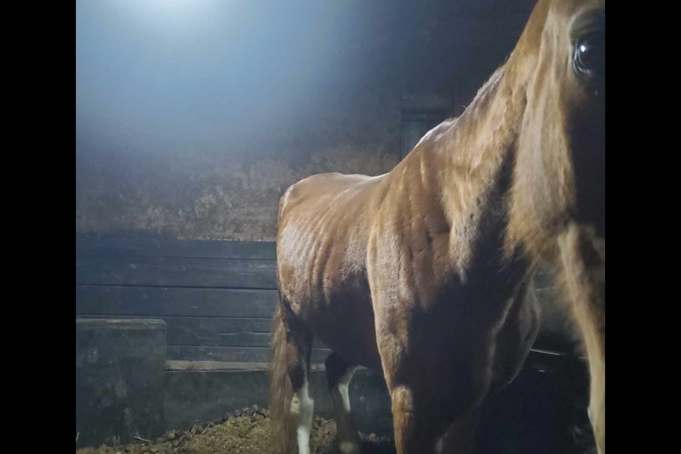 Concerned community members have reported seeing starved horses at a Line 6 North farm in Oro-Medonte. 