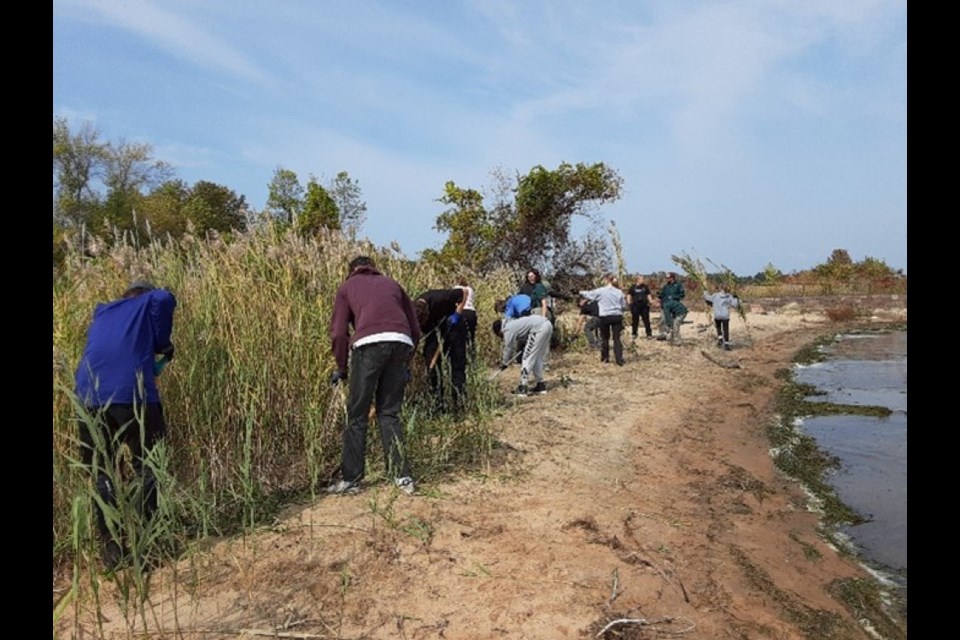 Youth removing invasive phragmites on shoreline.