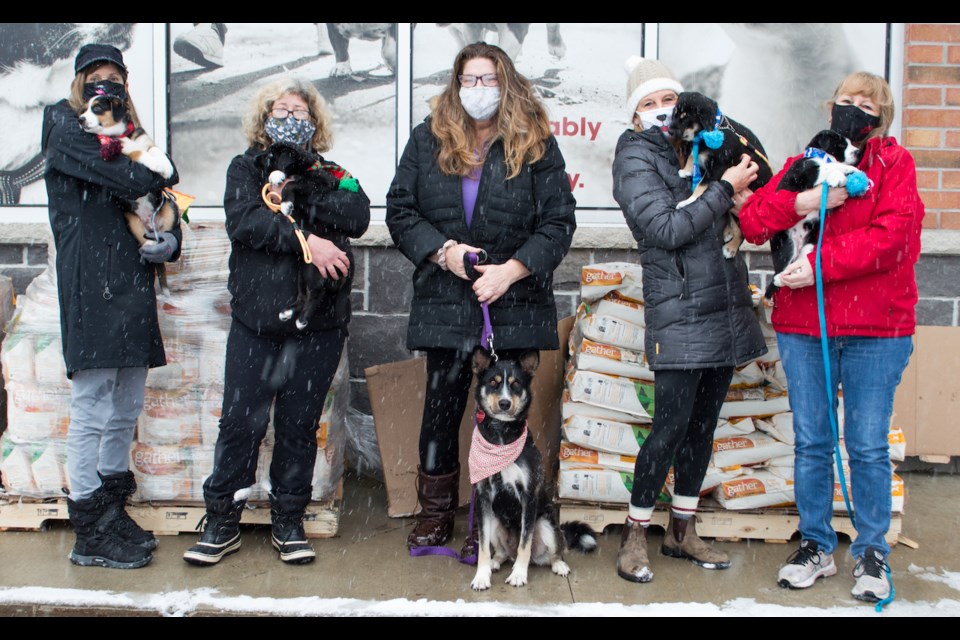 Volunteers and foster dogs from Finding Them Homes were at Global Pets Foods in Orillia on Tuesday to accept a donation of $20,000 worth of dog food. From left are Nancy Metcalf, volunteer with Finding Them Homes, Trista Lawless, volunteer and board member with Finding Them Homes, Tracy Wilson, who fosters the dogs shown here, Patti Freeman, volunteer with Finding Them Homes, and Diana Sim, Global Pet Foods Orillia owner and president. Tyler Evans/OrilliaMatters