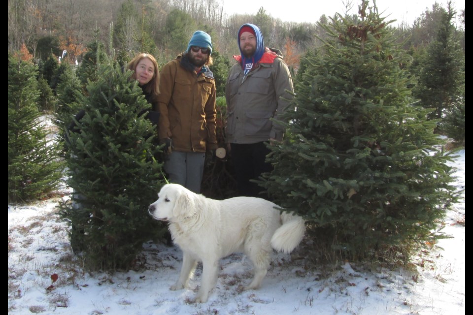 Looking for a perfect Christmas tree? You can cut your own at the Orillia Fish and Game Conservation Club this weekend.