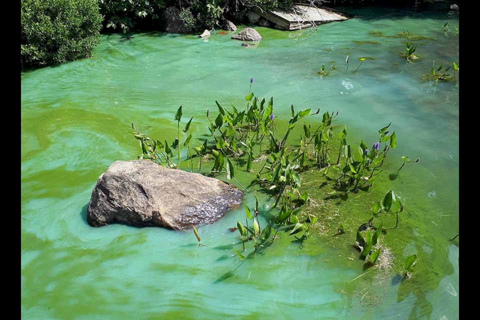 Blue-green algae.