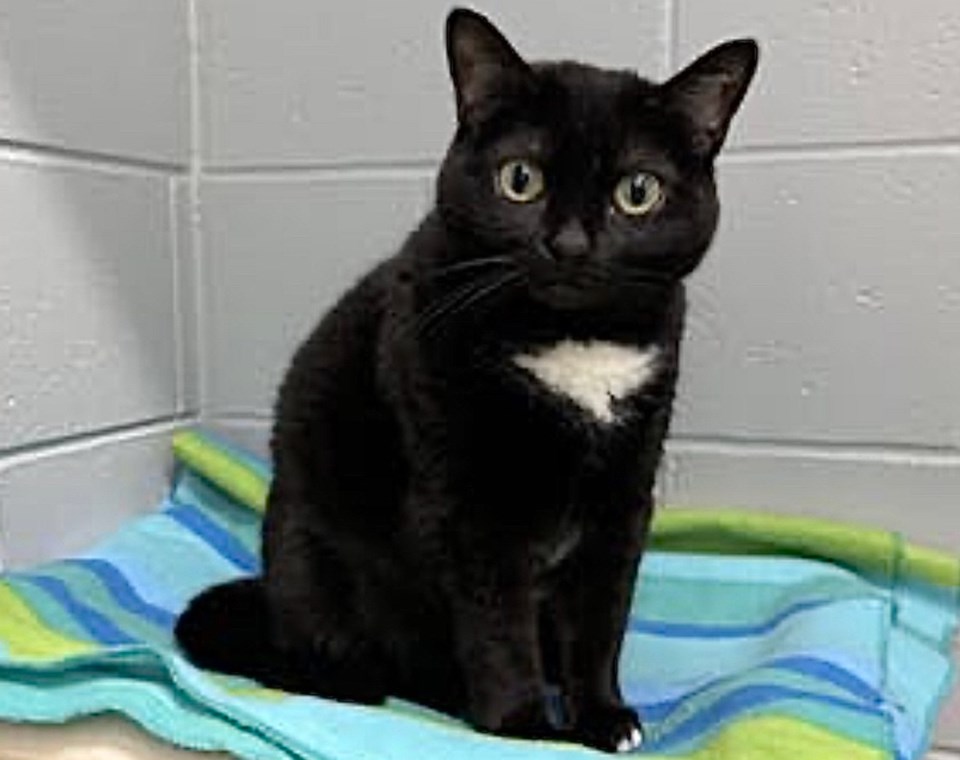 20240905-adopt-me-orillia-spca