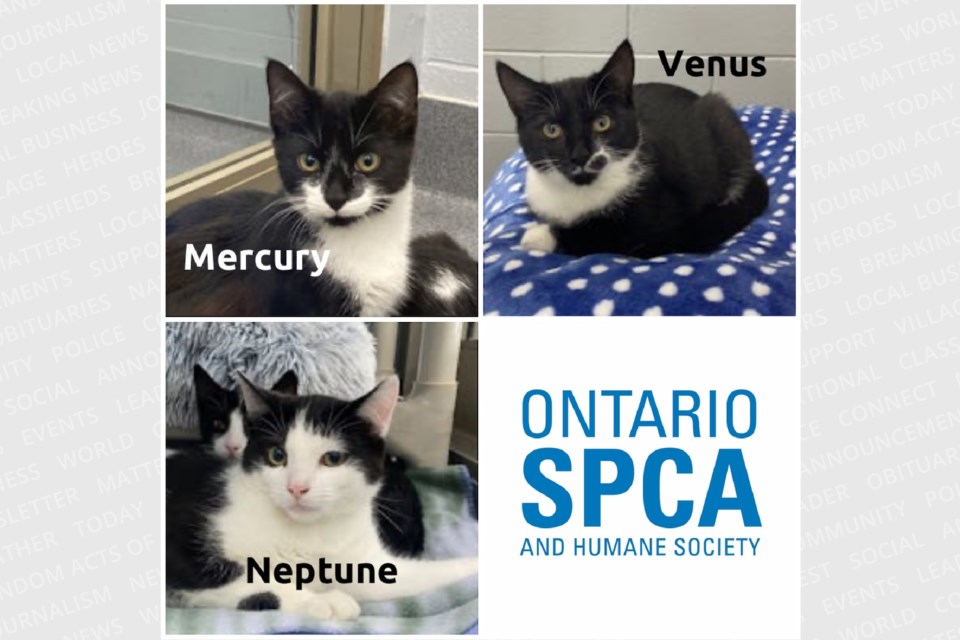 20240918-adopt-me-orillia-spca