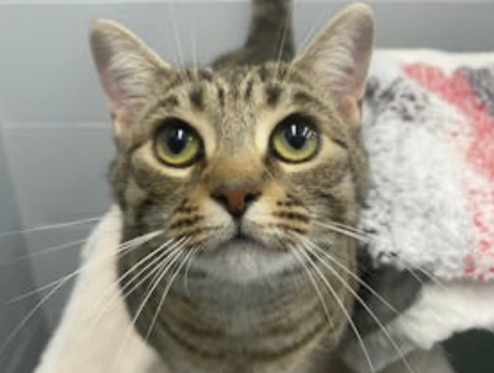 20241121-adopt-me-orillia-spca