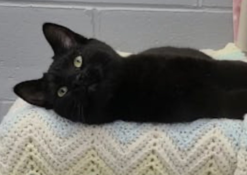 20250123-adopt-me-orillia-spca