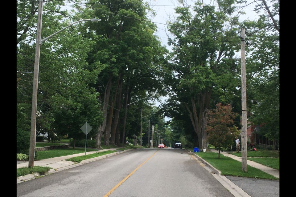 Orillia's tree canopy, when measured in 2015, was about 32 per cent. This photo shows the mature trees on Brant and Peter streets, looking east.