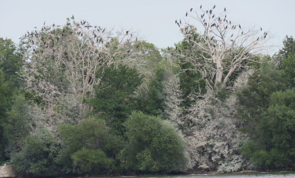 cormorants on nadie island