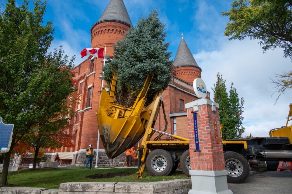 A blue spruce was planted in front of the Orillia Opera House on Tuesday morning to replace what had become known as 'Fred's Tree,' which had to be removed earlier this year.