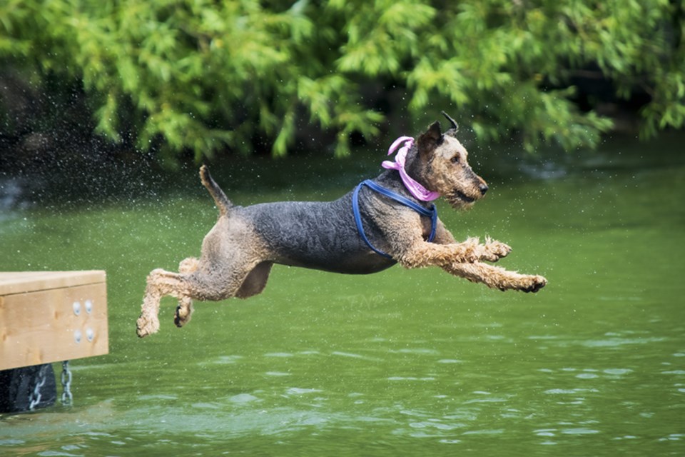 Dock Diving Dogs is fun to watch and a must-see at the waterfront festival, organizers say