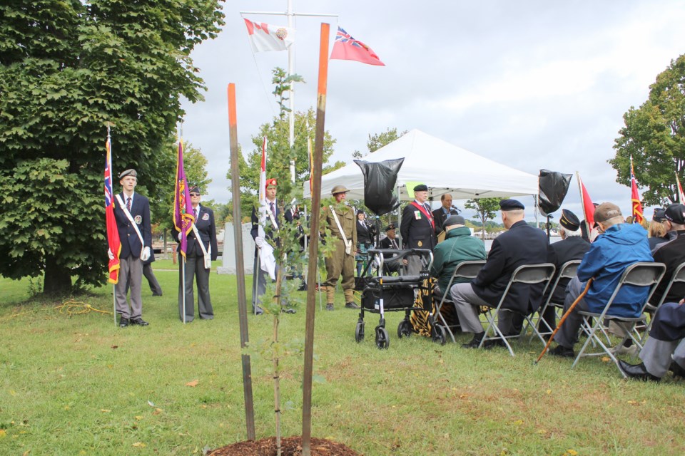 A ceremony to dedicate this Vimy oak tree was held Wednesday at Veterans' Memorial Park in Orillia. Nathan Taylor/OrilliaMatters