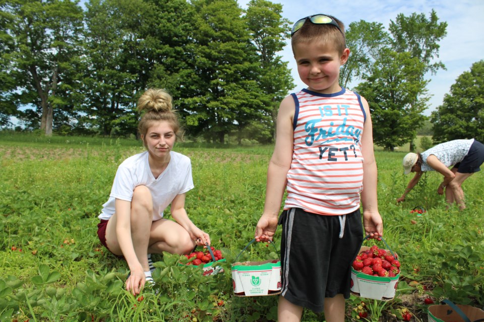 2019-07-02 picking strawberries