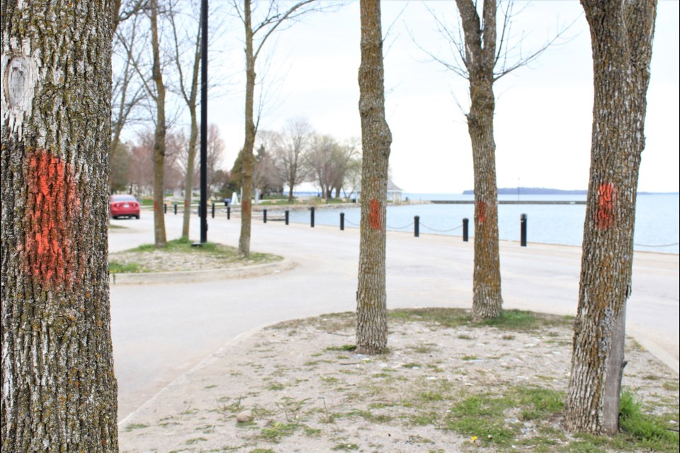 These white ash trees at Centennial Park have been marked for removal. Nathan Taylor/OrilliaMatters