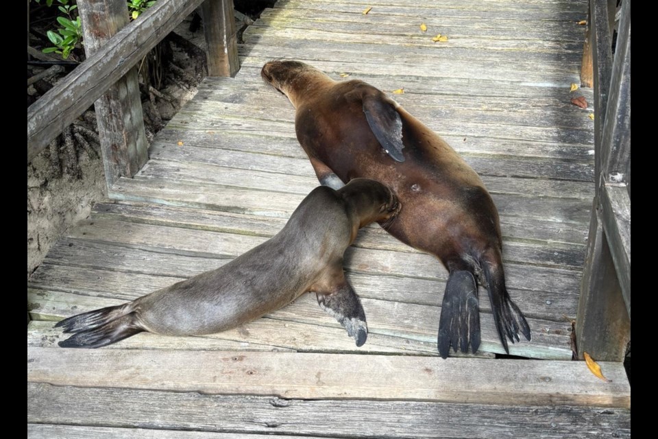 Sometimes it is necessary to step carefully over sea lions on the boardwalk. A nursing mother and her young one are shown here.