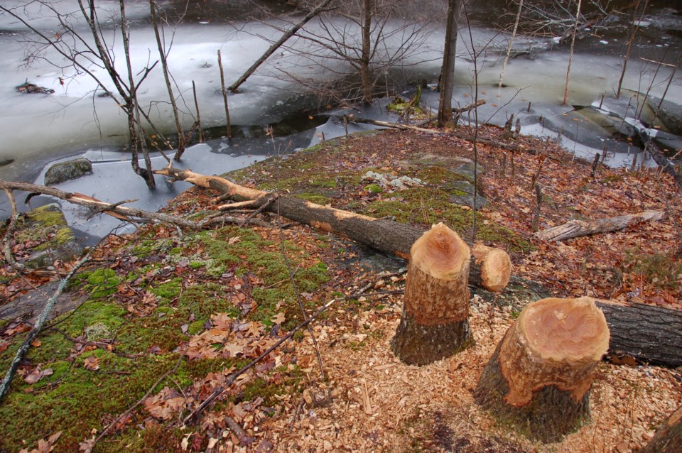 20050122_adams-property-muskoka_beaver-stumps-hawke