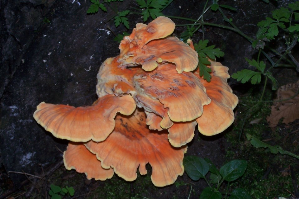 20060721_valk-valley_chicken-of-the-woods-fungus-hawke