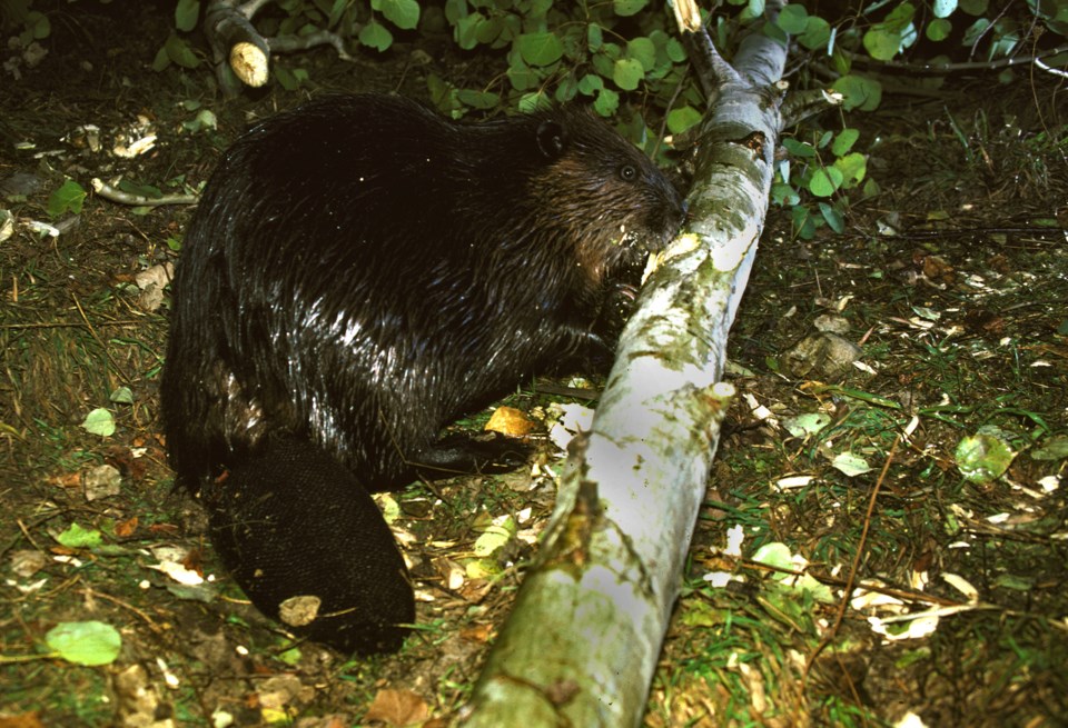 20071011_oro-medonte_beaver-preparing-to-gnaw-wood-hawke