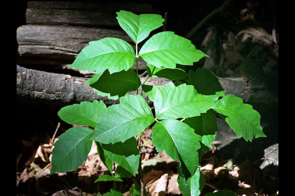 Learning to identify poison ivy can save a lot of grief (3 photos ...