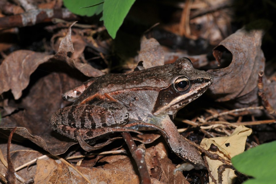 20100611_medonte-twp_wood-frog-hawke