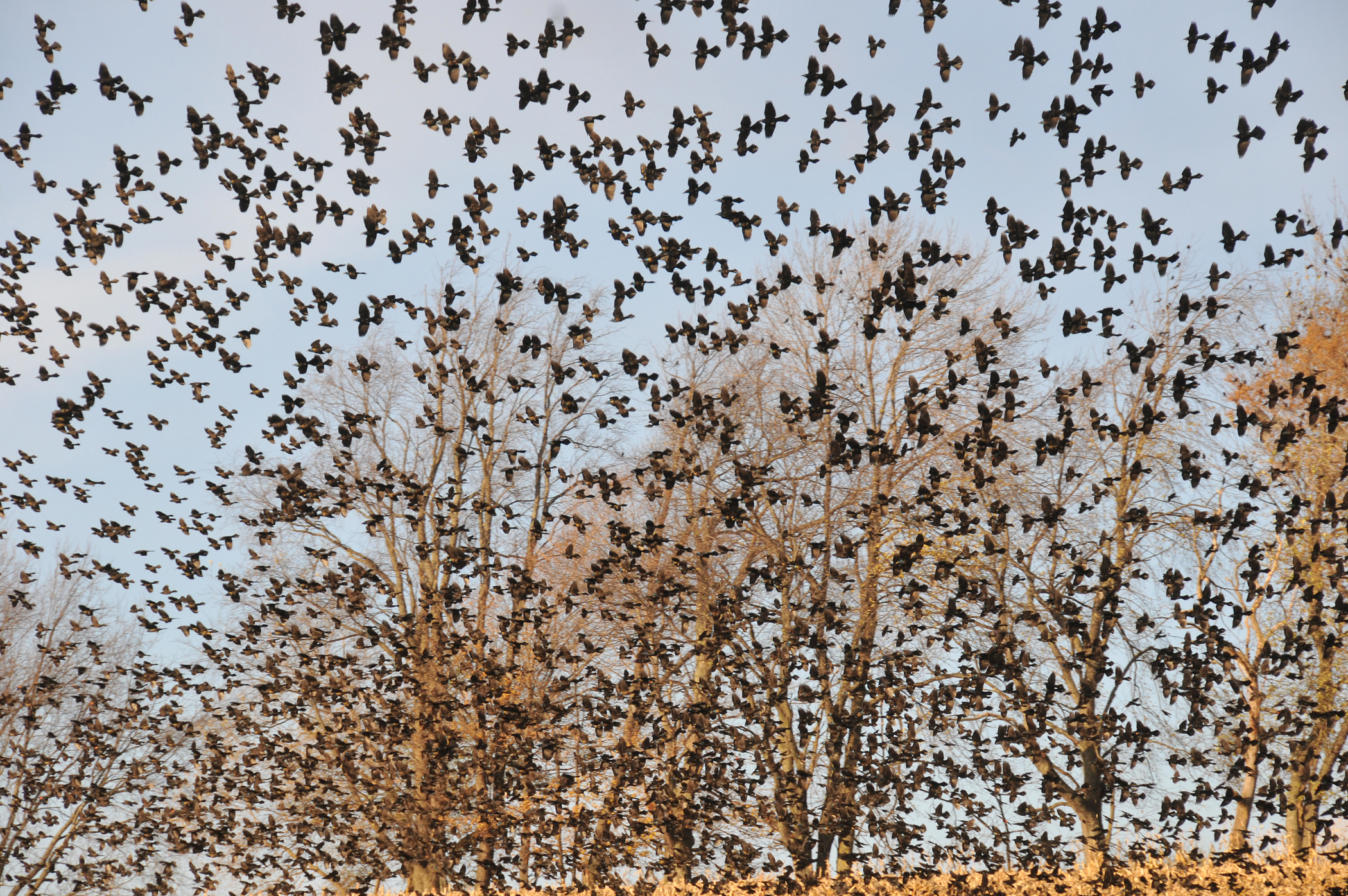 How do flocking birds move in unison?