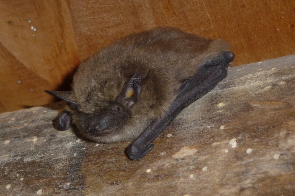 20130710_valk-valley_little-brown-bat-hawke