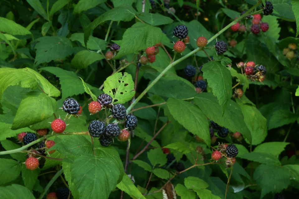 20130713_severmn-twp_black-cap-raspberries-hawke