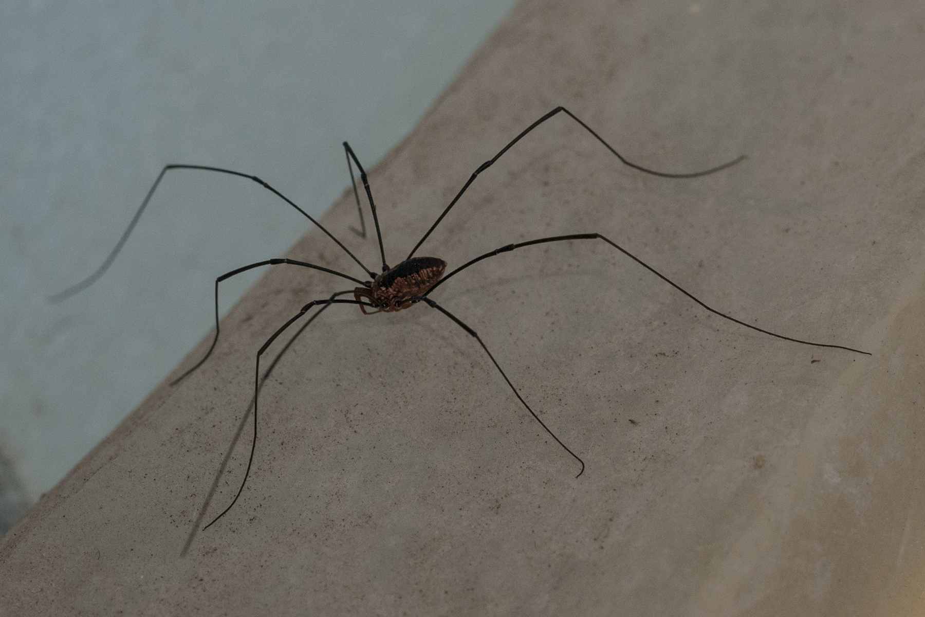 Daddy Longlegs: Spiders & Other Critters