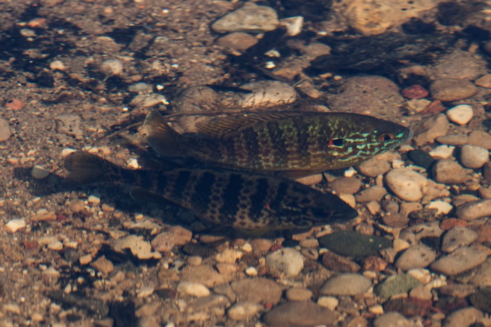 20160523_copeland-forest_pair-of-sunfish-at-nest-hawke