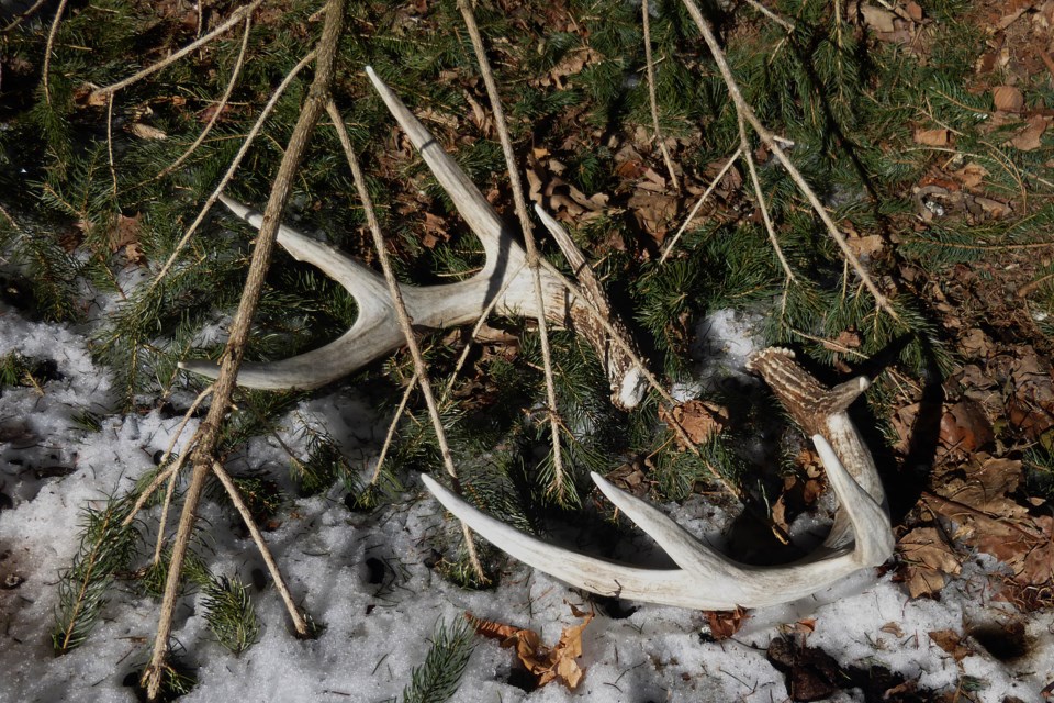 OUTDOORS: It's that time of the year; deer are losing their heads ...