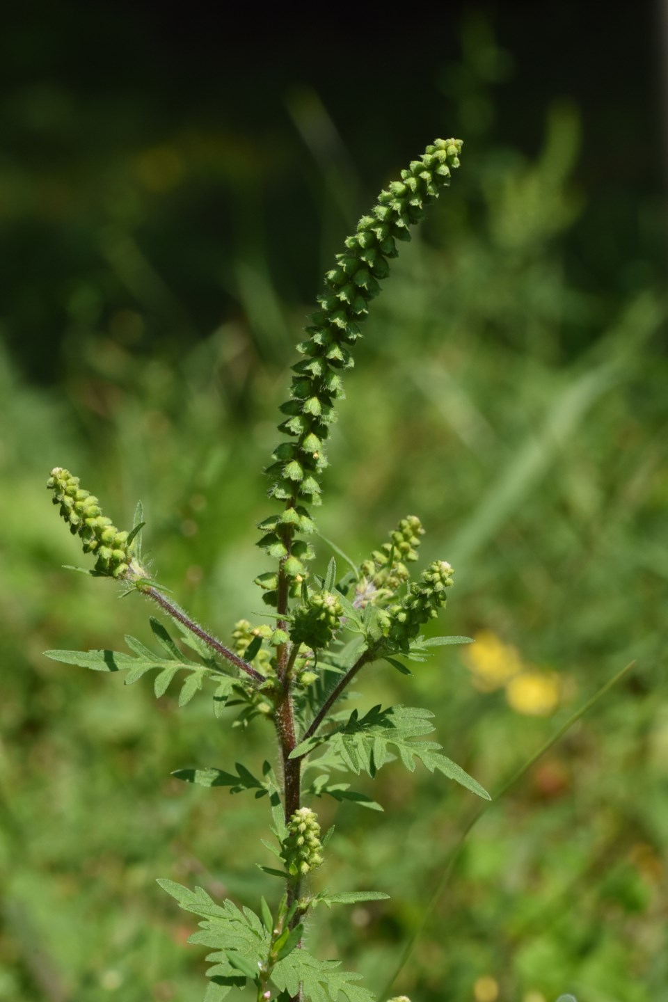 20170820_valk-valley_ragweed-flower-head-hawke