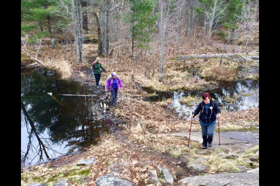 Members of the Orillia chapter of the Ganaraska Hiking Club went to the Queen Elizabeth Wildlands Provincial Park on the weekend and enjoyed an 8.5-kilometre walk which featured some difficult elements - including crossing this beaver dam. Contributed photo