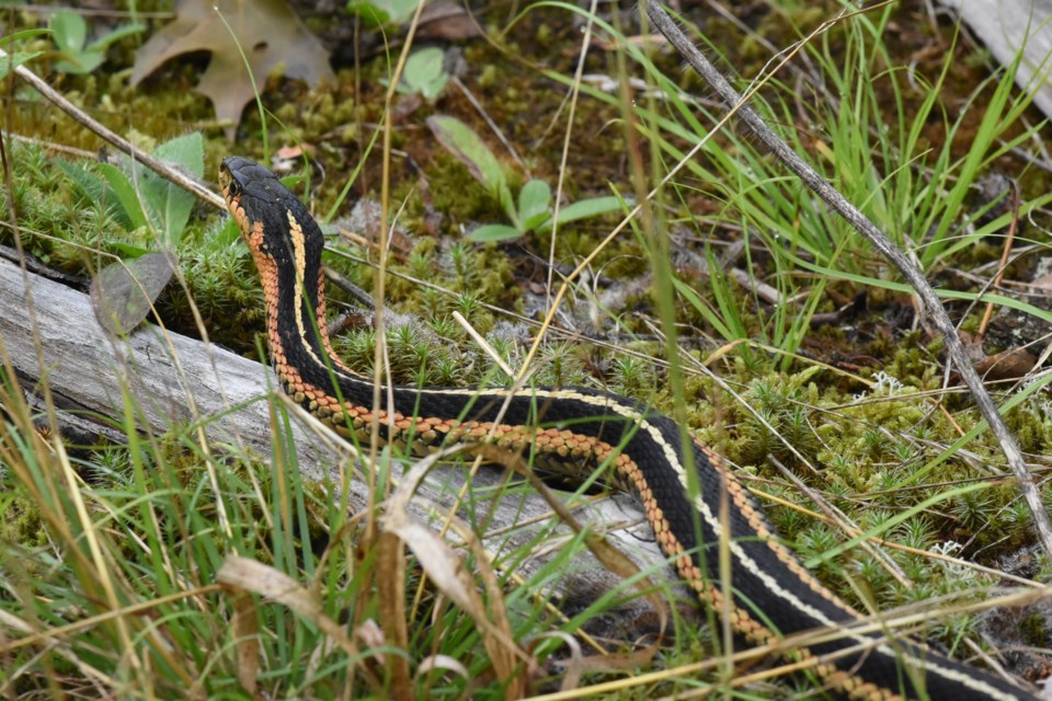 20190818_mbpwa_cowan-trail_garter-snake-hawke-6