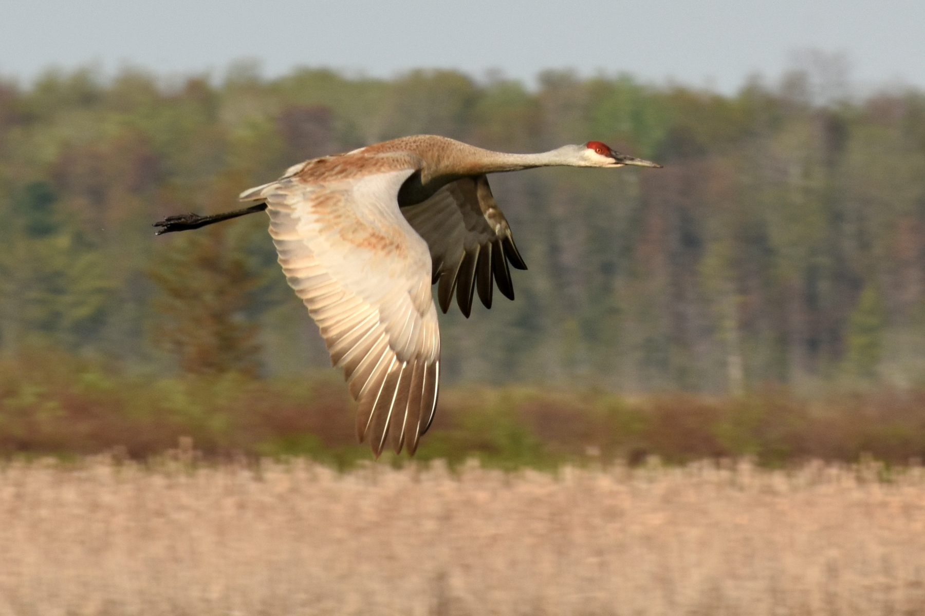 https://www.vmcdn.ca/f/files/orilliamatters/images/outdoors/20210518_tiny-marsh_sandhill-crane-(hawke)-(6).JPG