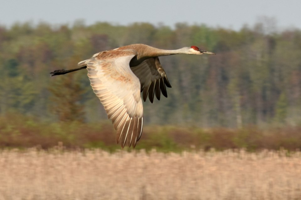 https://www.vmcdn.ca/f/files/orilliamatters/images/outdoors/20210518_tiny-marsh_sandhill-crane-(hawke)-(6).JPG;w=960