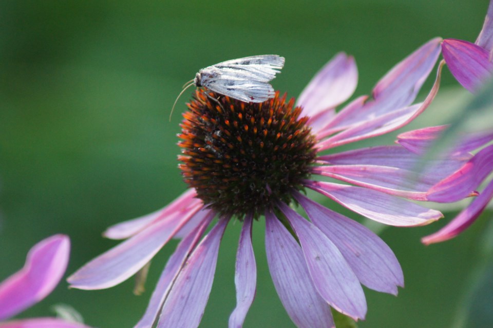 Purple coneflower