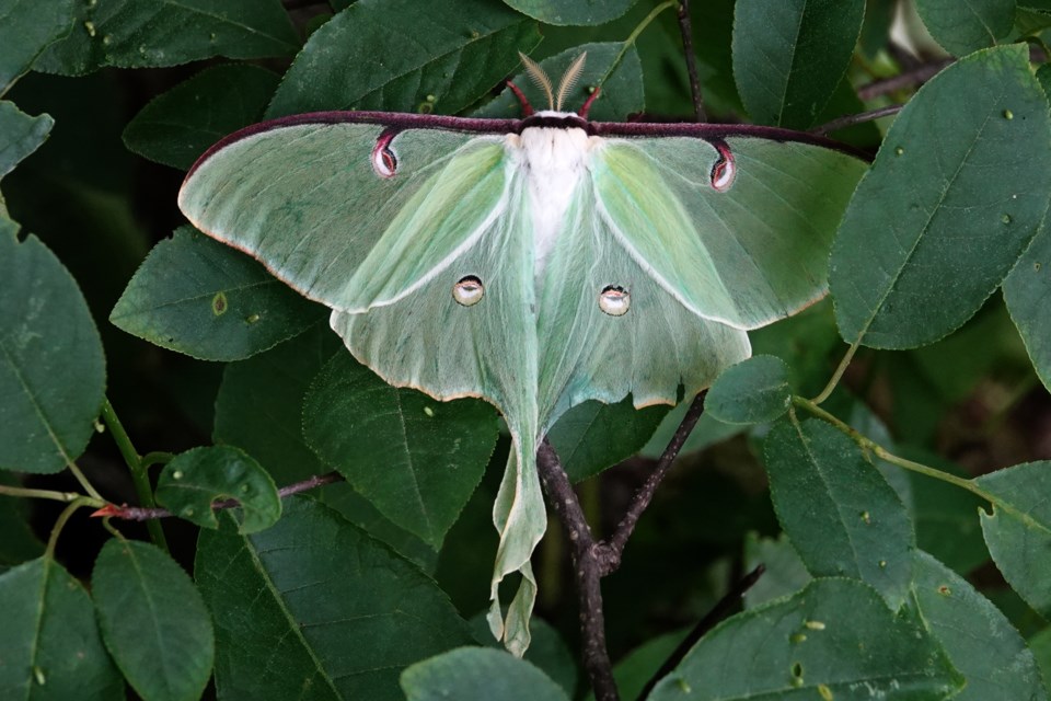 20240605_valk-valley_luna-moth-female-hawke-3