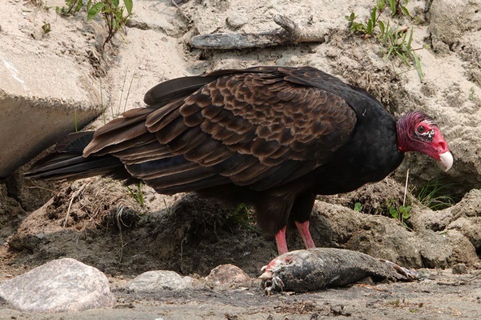 20240727-midland-little-lake-turkey-vulture