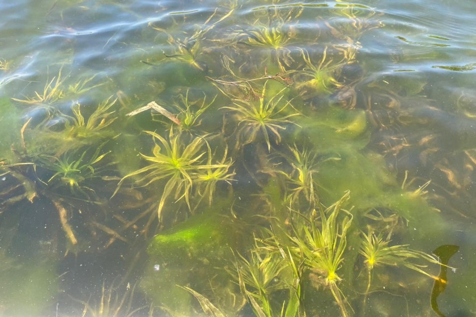 Submerged invasive water soldier plant