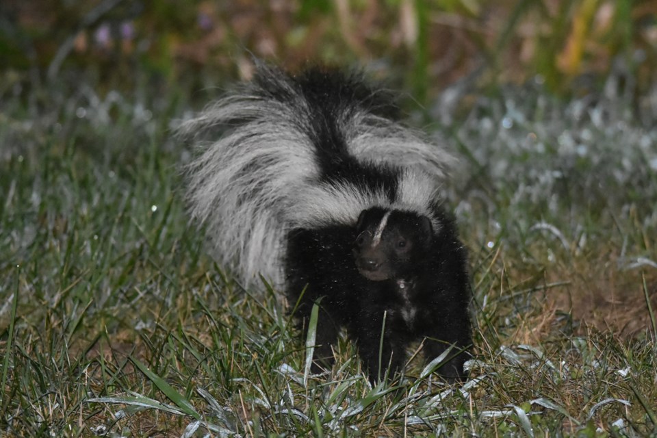 20240816-skunk