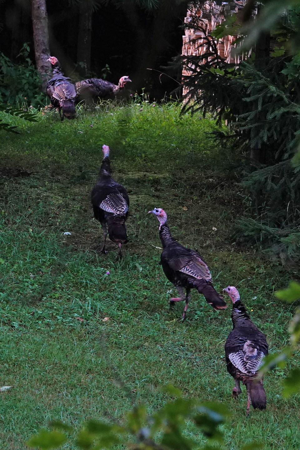 20240822_valk-valley_turkeys-in-yard-hawke-3