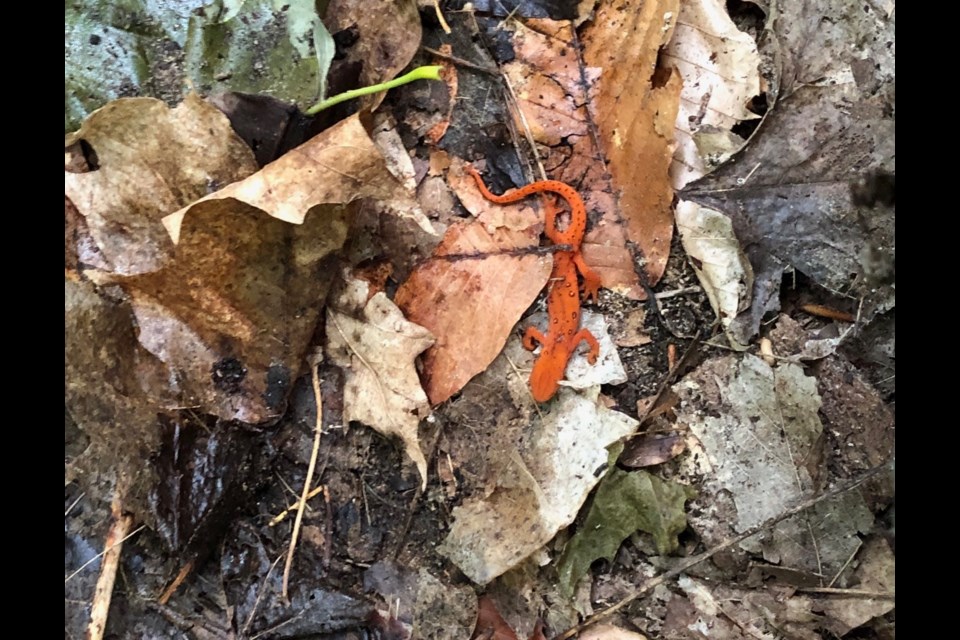 Members of the Ganaraska Hiking Trail Association's Orillia club came across an eastern newt Saturday.