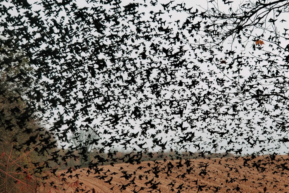 20241029_valk-valley_grackles-in-corn-field-hawke