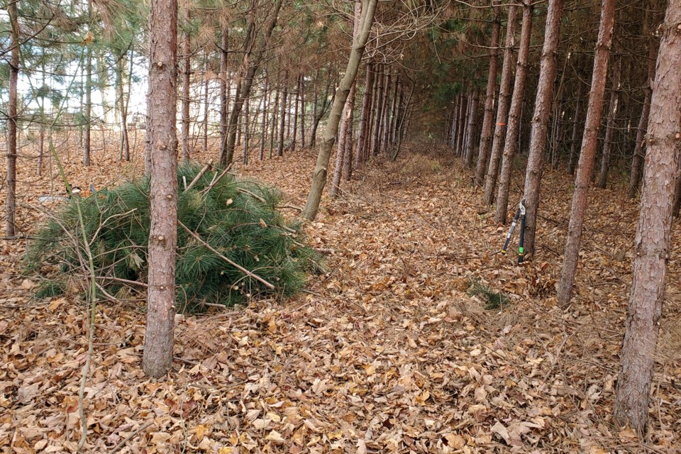 20241118_valk-valley_red-pine-pruning-and-thinning-hawke