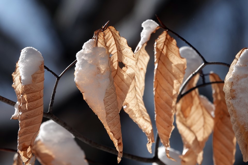 20241221_valk-valley_beech-leaves-still-attached-hawke