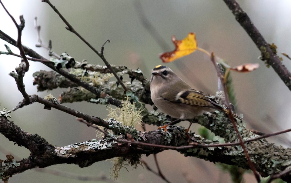 20241227-golden-crowned-kinglet