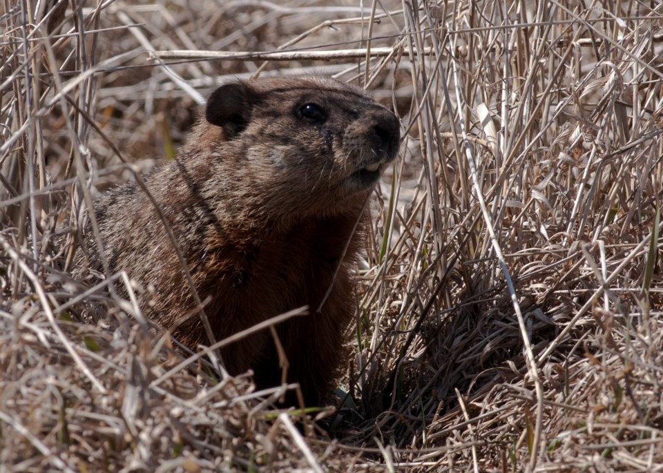 COLUMN: Hibernation the rarest of winter survival techniques - Midland News