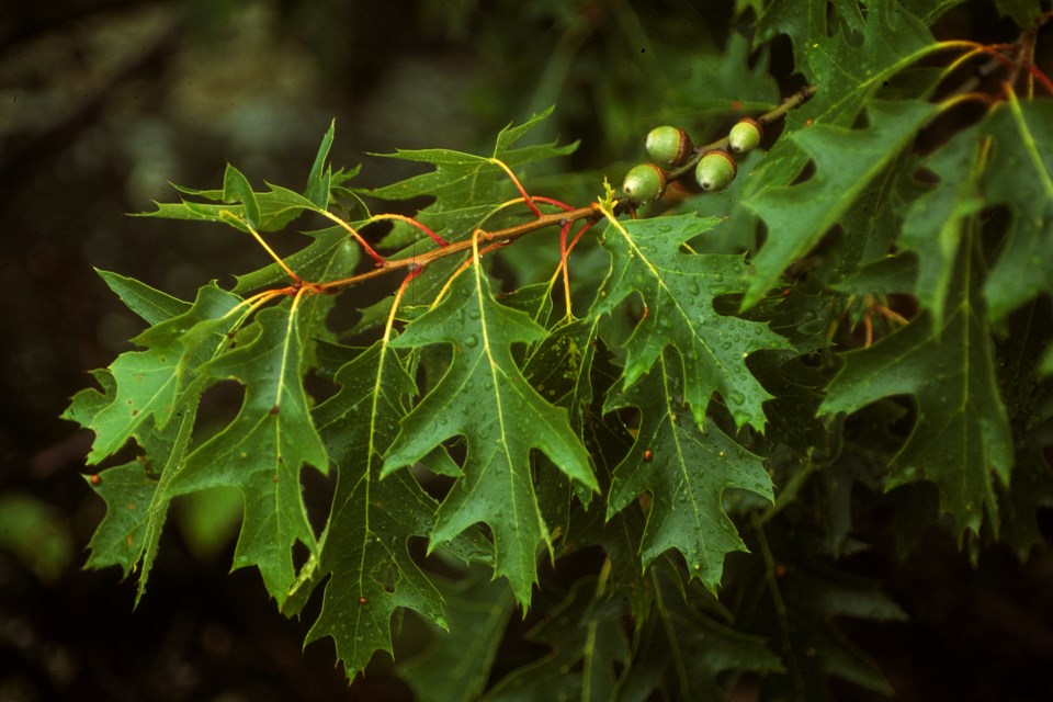 medonte_red-oak-leaves-and-acorns-hawke